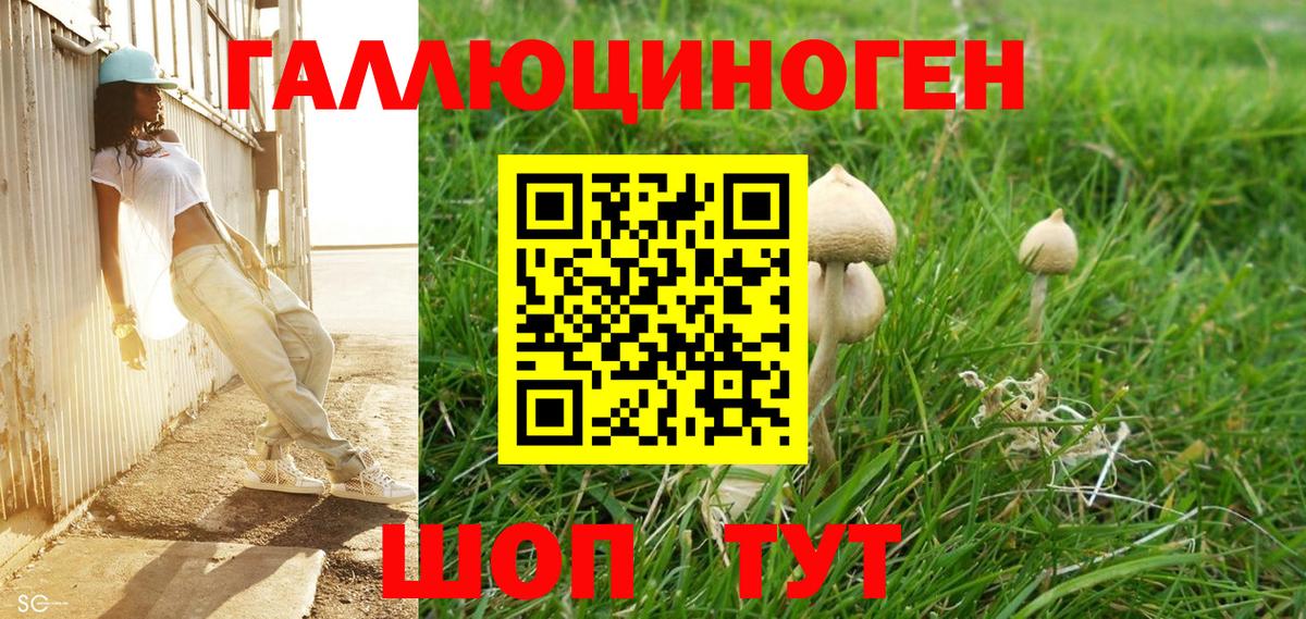 Псилоцибиновые грибы Cubensis Тара